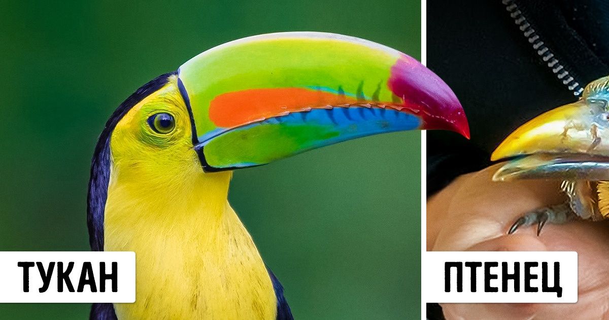 16 птенцов, которые отличаются от своих родителей как небо и земля 16 птенцов, которые отличаются от своих родителей как небо и земля