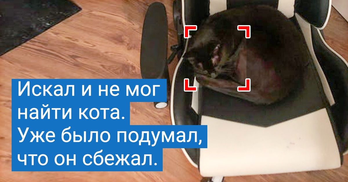 20+ питомцев, которые научились мастерски сливаться с ландшафтом и растворяться в интерьере 20+ питомцев, которые научились мастерски сливаться с ландшафтом и растворяться в интерьере