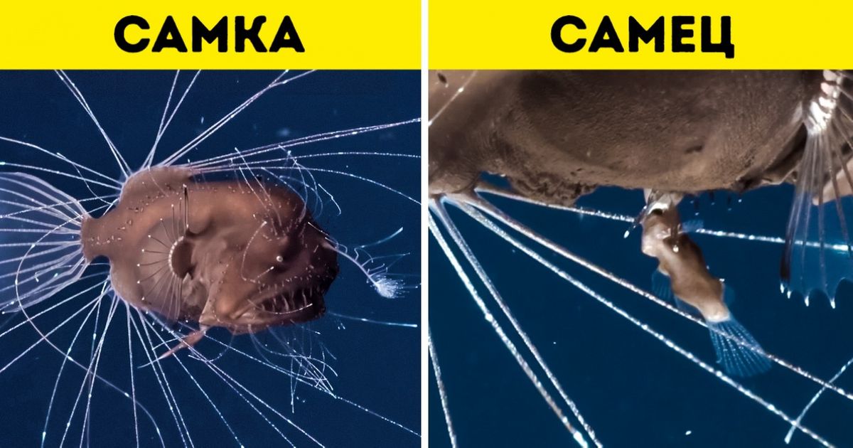 26 фактов о животных, которые кажутся чьей-то шуткой, но это чистая правда