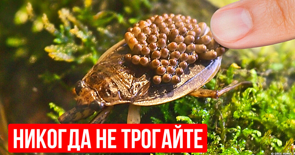 Если увидите это насекомое в воде, уплывайте как можно скорее