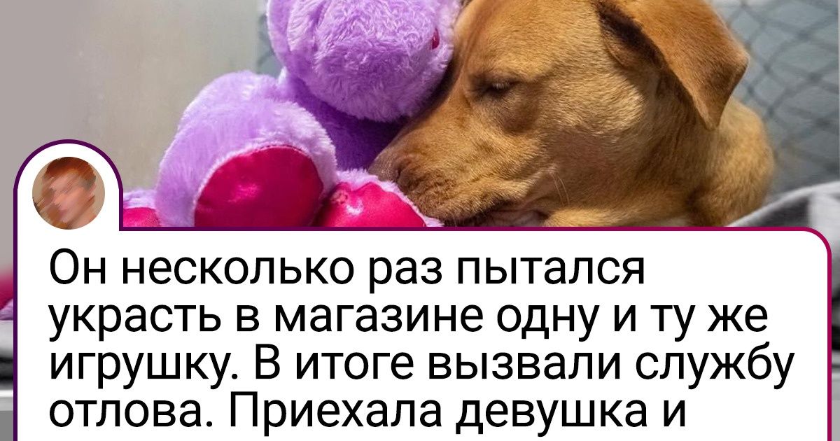20 эмоциональных животных, которым белый свет не мил без любимой игрушки 20 эмоциональных животных, которым белый свет не мил без любимой игрушки