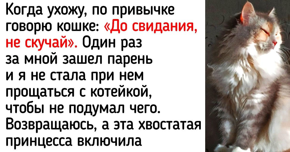 20+ человек рассказали о привычках, которые появились у них благодаря любимым хвостикам 20+ человек рассказали о привычках, которые появились у них благодаря любимым хвостикам