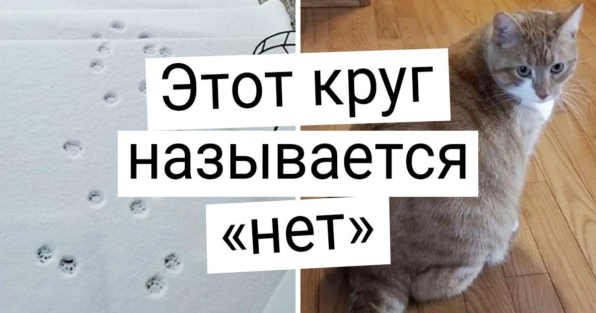 20+ подтверждений того, что внутри даже самого милого кота живет мохнатый чертенок 20+ подтверждений того, что внутри даже самого милого кота живет мохнатый чертенок
