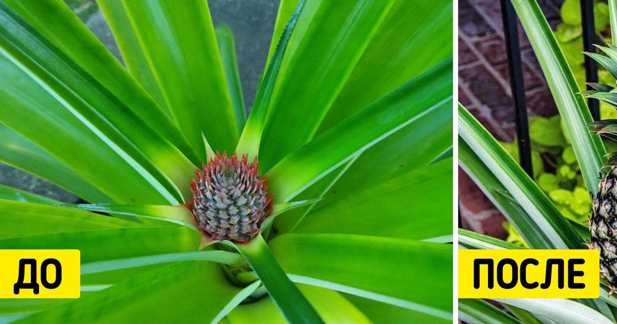 15 крутых альтернатив обычным комнатным растениям, которые сделают ваш дом уютнее 15 крутых альтернатив обычным комнатным растениям, которые сделают ваш дом уютнее