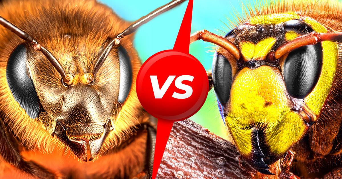 Пчелы против гигантских шершней. Кто победит?