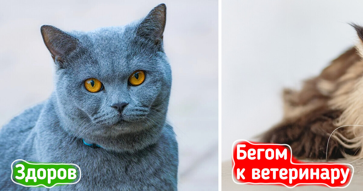 11 вещей, которые могут невзначай навредить вашему котику 11 вещей, которые могут невзначай навредить вашему котику