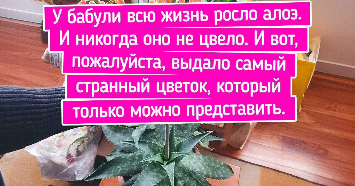 15+ растений, которые, оказывается, умеют цвести. И выглядит это необычно 15+ растений, которые, оказывается, умеют цвести. И выглядит это необычно