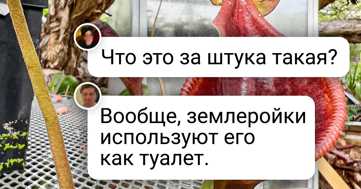18 растений, глядя на которые так и хочешь спросить: «Что ты такое?» 18 растений, глядя на которые так и хочешь спросить: «Что ты такое?»