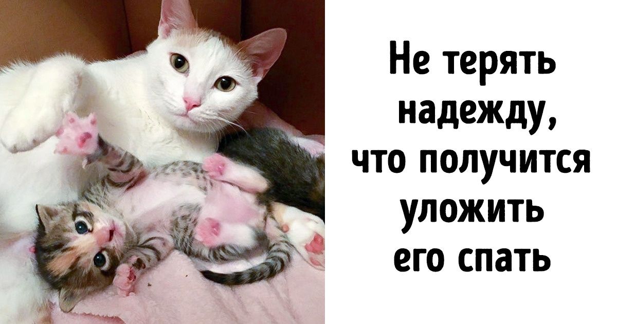 20+ доказательств того, что материнские обязанности животных мало чем отличаются от человеческих