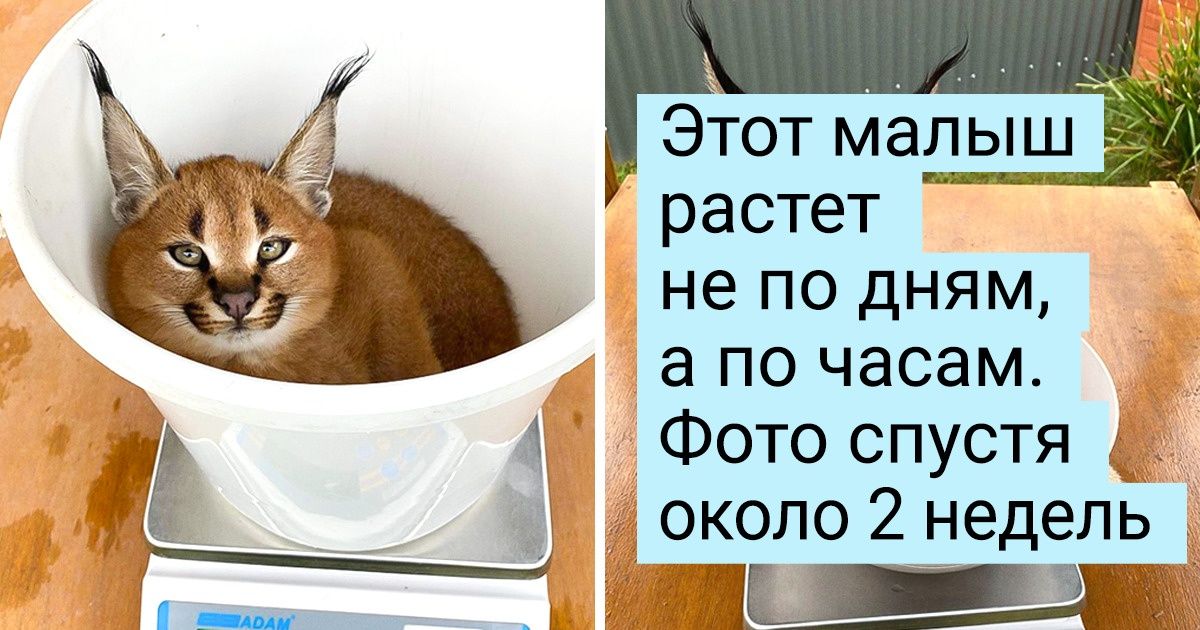 15+ диких животных, которые среди людей почувствовали себя как дома и свесили лапки 15+ диких животных, которые среди людей почувствовали себя как дома и свесили лапки
