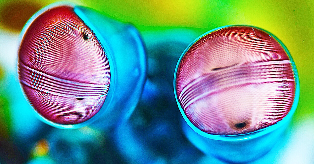 Вы наверняка не догадывались, что креветки могут быть такими опасными! Вы наверняка не догадывались, что креветки могут быть такими опасными!