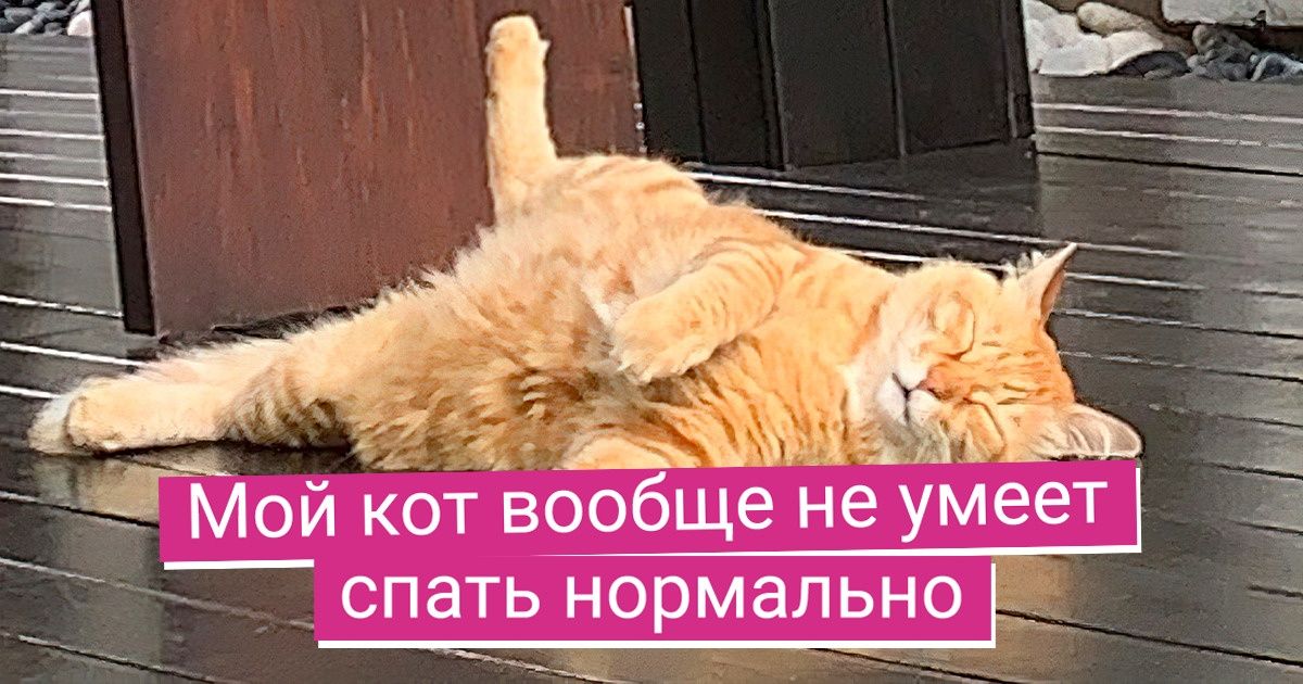 17 питомцев, которые, может, и могли бы быть посерьезнее, но не хотят 17 питомцев, которые, может, и могли бы быть посерьезнее, но не хотят