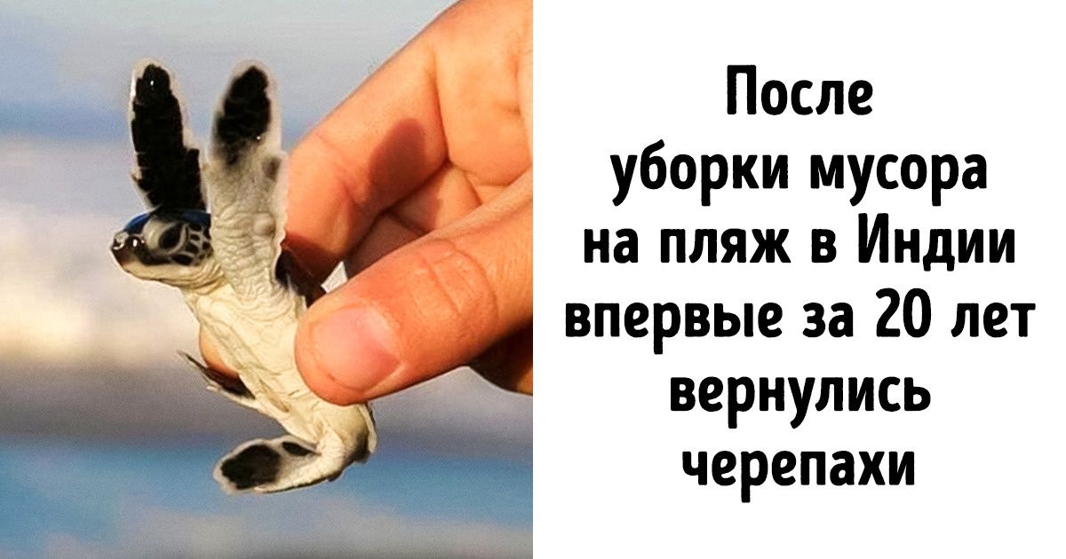 10 вдохновляющих побед, которые люди одержали в борьбе за чистоту планеты 10 вдохновляющих побед, которые люди одержали в борьбе за чистоту планеты