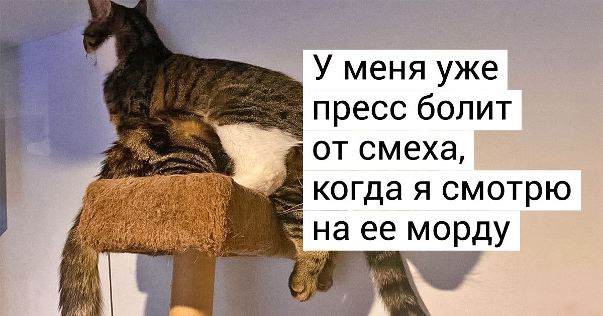 20 историй, как люди завели больше одного кота и вдруг поняли, насколько же это круто