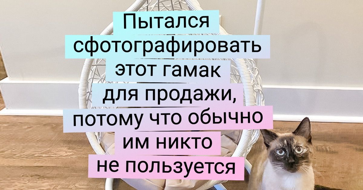 15+ котов-заговорщиков, которые ни за что своего не упустят