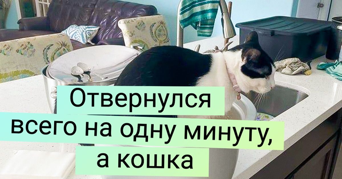 20 котов, для которых в этом мире не осталось ничего святого