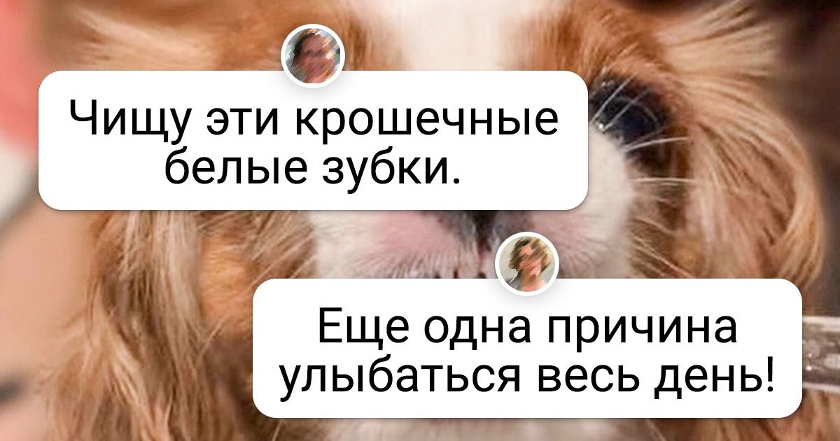20 человек, которые уверены: их любимцы достойны всего, что есть у людей