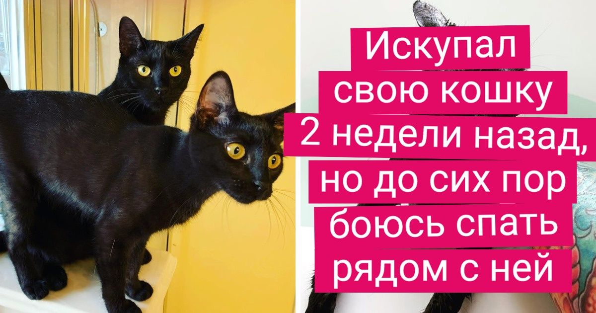 19 фото, которые доказывают, что животное во время купания и после — это два совершенно разных зверя