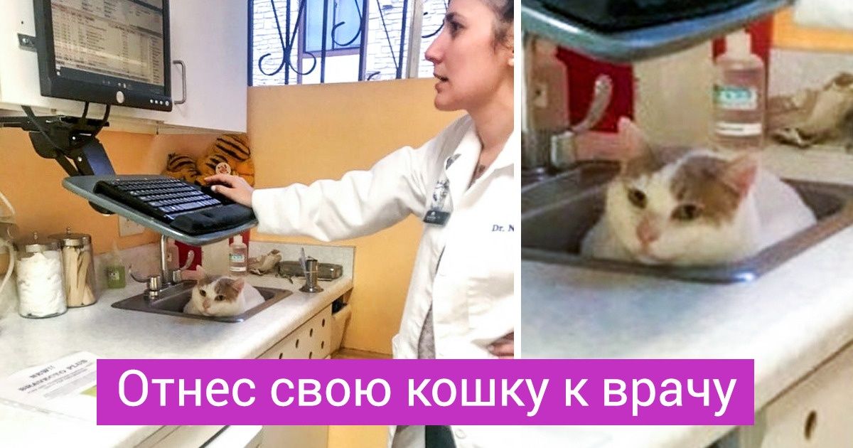 20+ случаев из практики ветеринаров, в чьих руках — тысячи крохотных жизней 20+ случаев из практики ветеринаров, в чьих руках — тысячи крохотных жизней