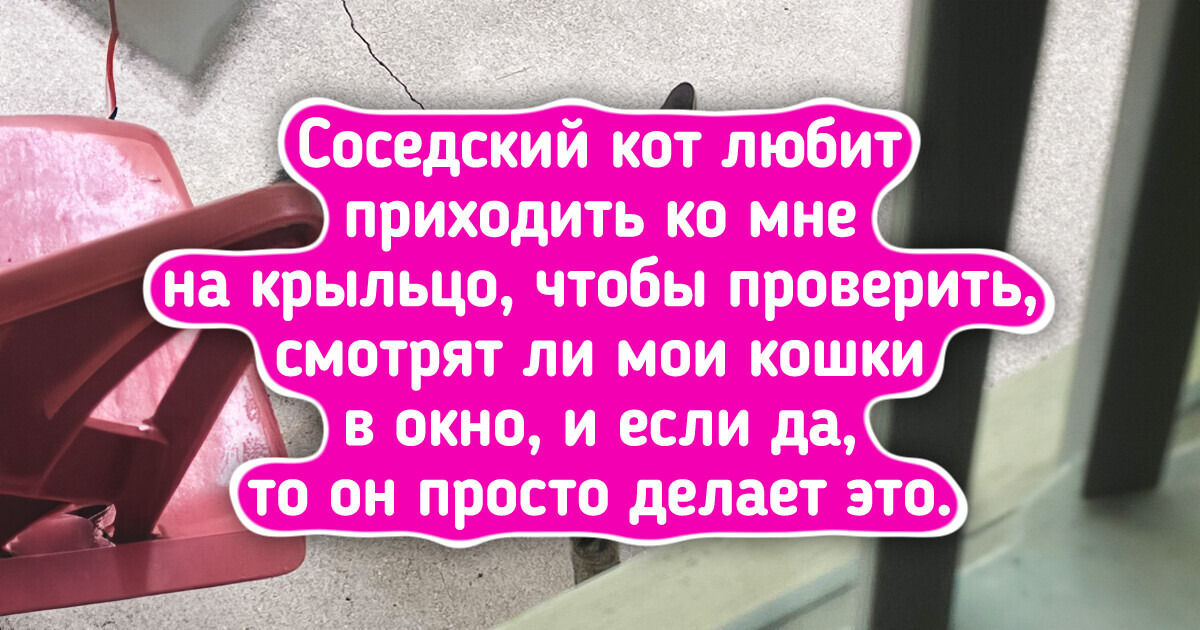 18 доказательств того, что жизнь с животными полна сюрпризов 18 доказательств того, что жизнь с животными полна сюрпризов