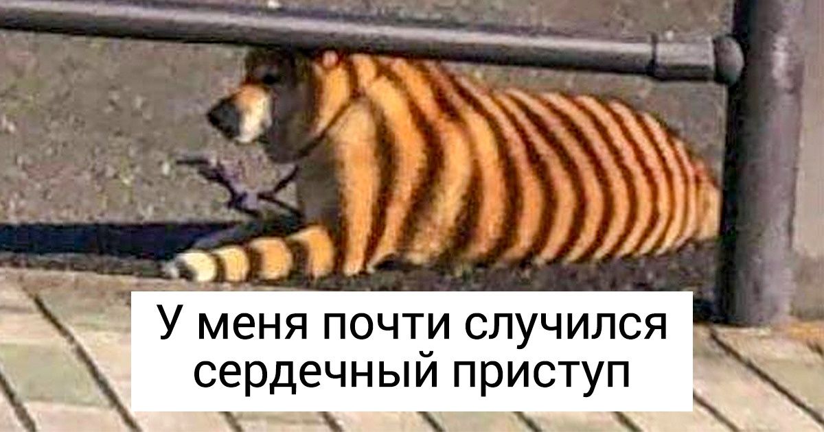 17 раз, когда жизнь ставила людей в тупик, а они этого совершенно не ожидали