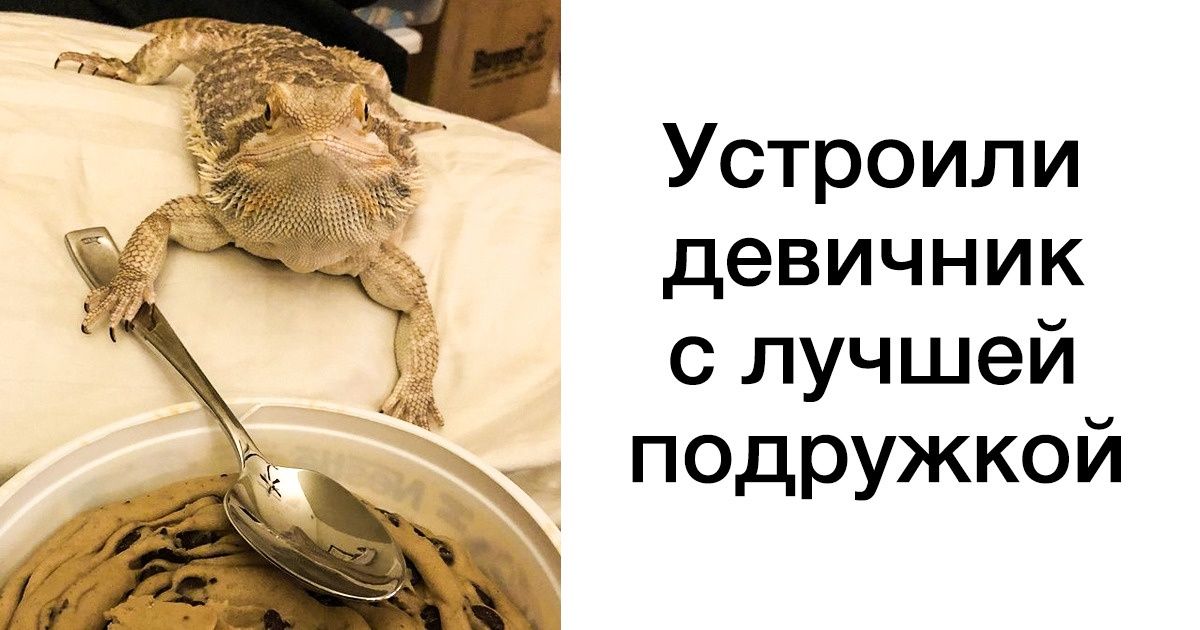 В мире всегда есть место настоящей дружбе. Если сомневаетесь, взгляните на несколько фото