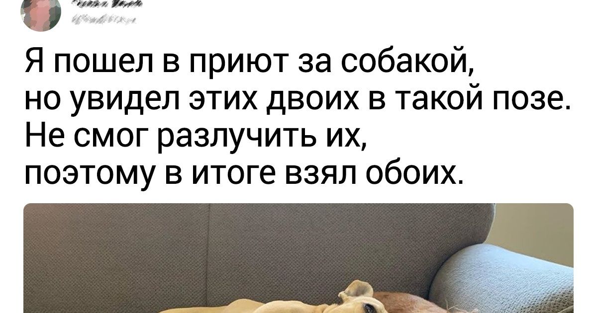 19 животных, у которых теперь есть дом, а у их хозяев — счастья полные штаны 19 животных, у которых теперь есть дом, а у их хозяев — счастья полные штаны