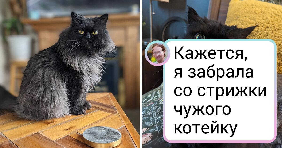 20+ четвероногих, которых и нужно было только помыть, да причесать 20+ четвероногих, которых и нужно было только помыть, да причесать