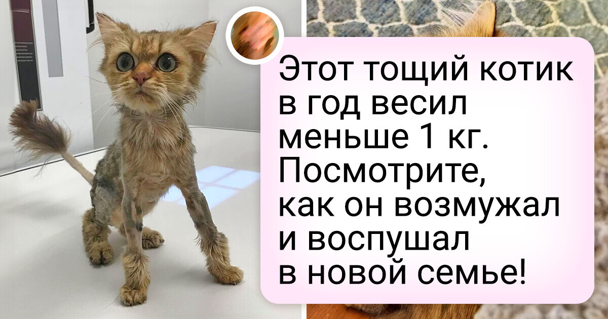 20+ заморышей, которые рядом с любящим хозяином заметно преобразились