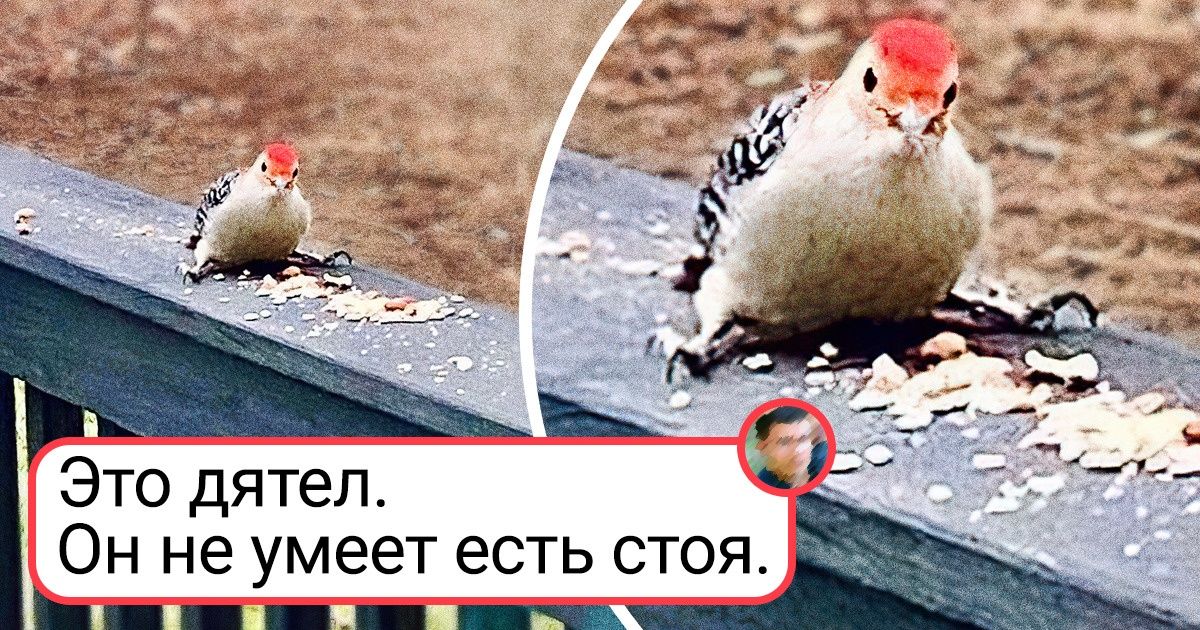 18 фактов о животных, которые стоят того, чтобы немножко посидеть, разинув рот