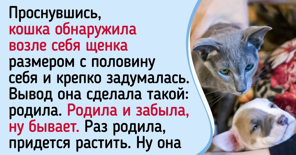 20+ кошек и собак, которые живут душа в душу назло всем стереотипам 20+ кошек и собак, которые живут душа в душу назло всем стереотипам