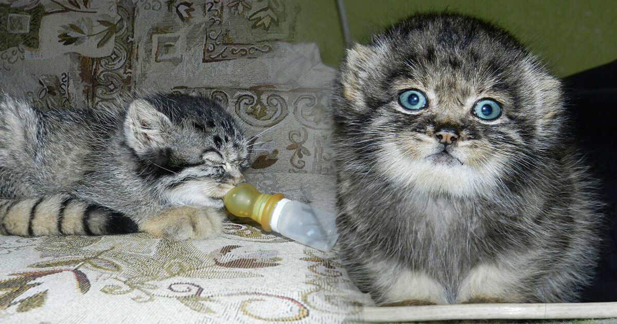 Семья приютила манула, которого бросила мама. Малышка прекрасно прижилась в доме и даже подружилась с домашней кошкой