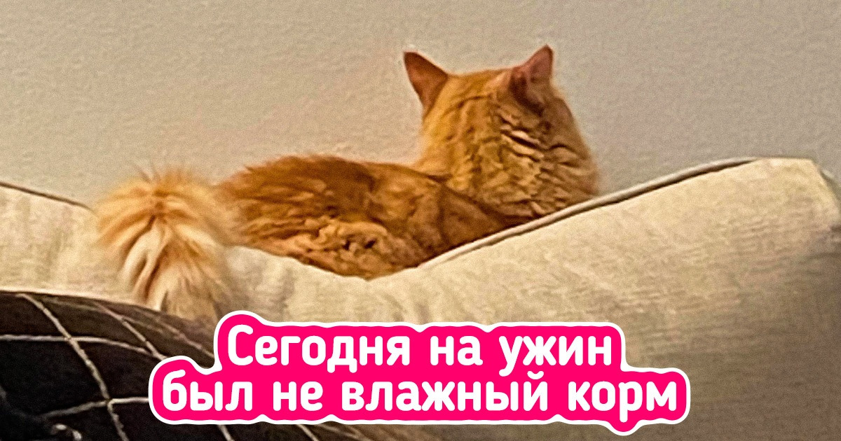 17 хозяев животных, которые твердо знают, что котики — не милые комочки, а куча вечно голодных килограммов 17 хозяев животных, которые твердо знают, что котики — не милые комочки, а куча вечно голодных килограммов