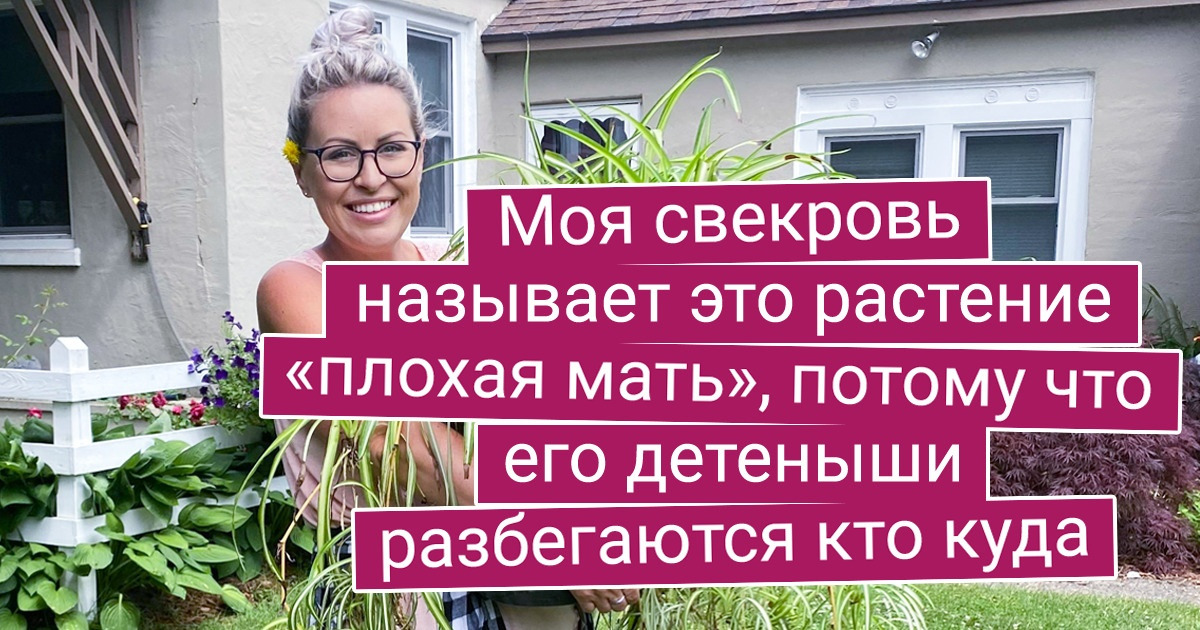 15 неприхотливых растений, которые могут сами о себе позаботиться 15 неприхотливых растений, которые могут сами о себе позаботиться