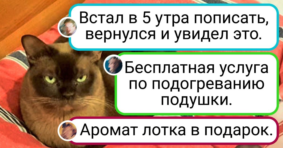 18 неоспоримых доказательств того, что котикам и без стыда и совести живется просто замурчательно 18 неоспоримых доказательств того, что котикам и без стыда и совести живется просто замурчательно