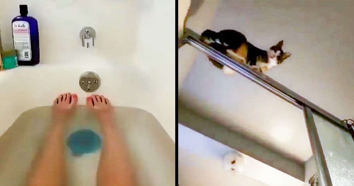 20+ выходок животных, от которых весело всем, особенно им самим 20+ выходок животных, от которых весело всем, особенно им самим