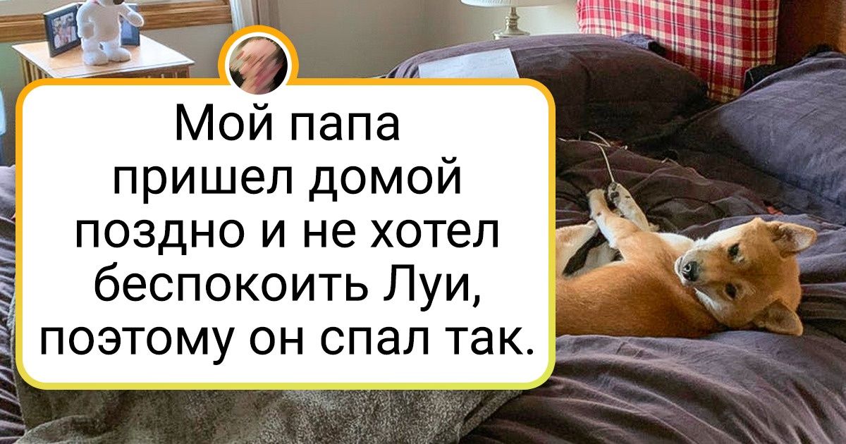 15+ суровых мужчин, которые категорически не хотели заводить животных, а теперь души в них не чают 15+ суровых мужчин, которые категорически не хотели заводить животных, а теперь души в них не чают