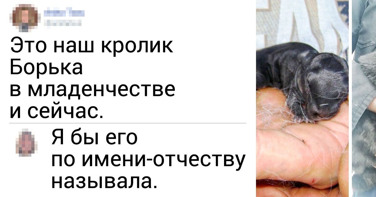 20+ кроликов, которые скрывают за длинными ушами тонну обаяния и сюрпризов 20+ кроликов, которые скрывают за длинными ушами тонну обаяния и сюрпризов