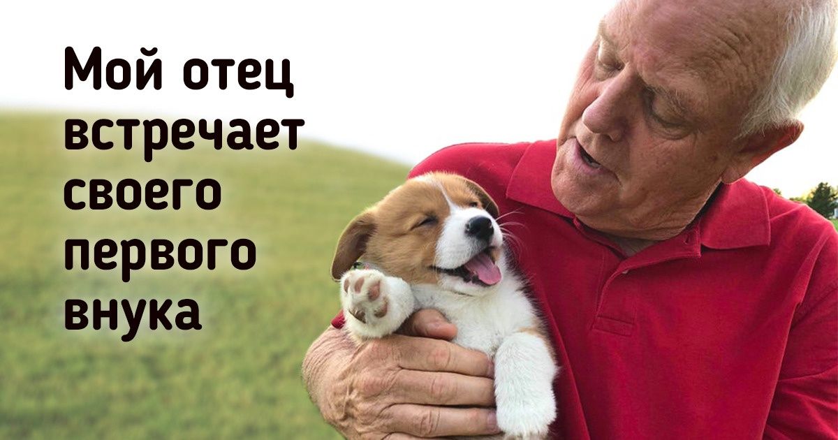 20+ пушистых красавцев, глядя на которых хочется завести себе такого же