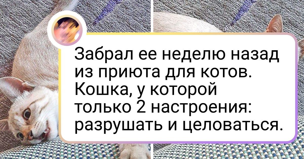 Как убрать котика в 1с