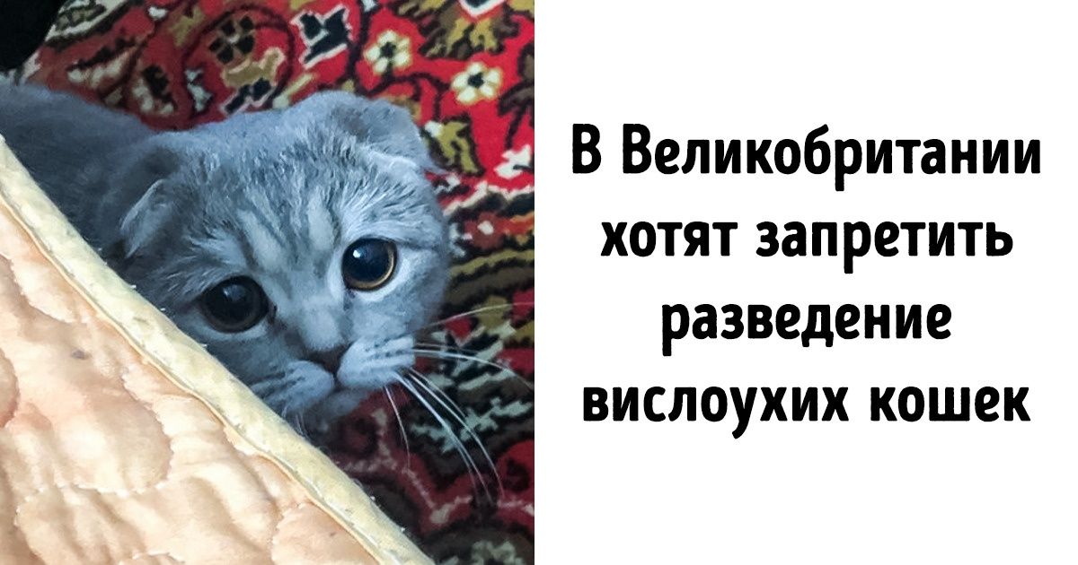 14 законов о защите прав животных, которые нужно принять по всему миру немедленно 14 законов о защите прав животных, которые нужно принять по всему миру немедленно