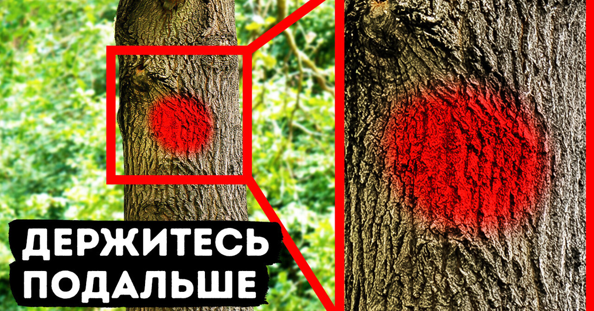 Если увидите на дереве отметку этого цвета, не оставляйте под ним свою машину