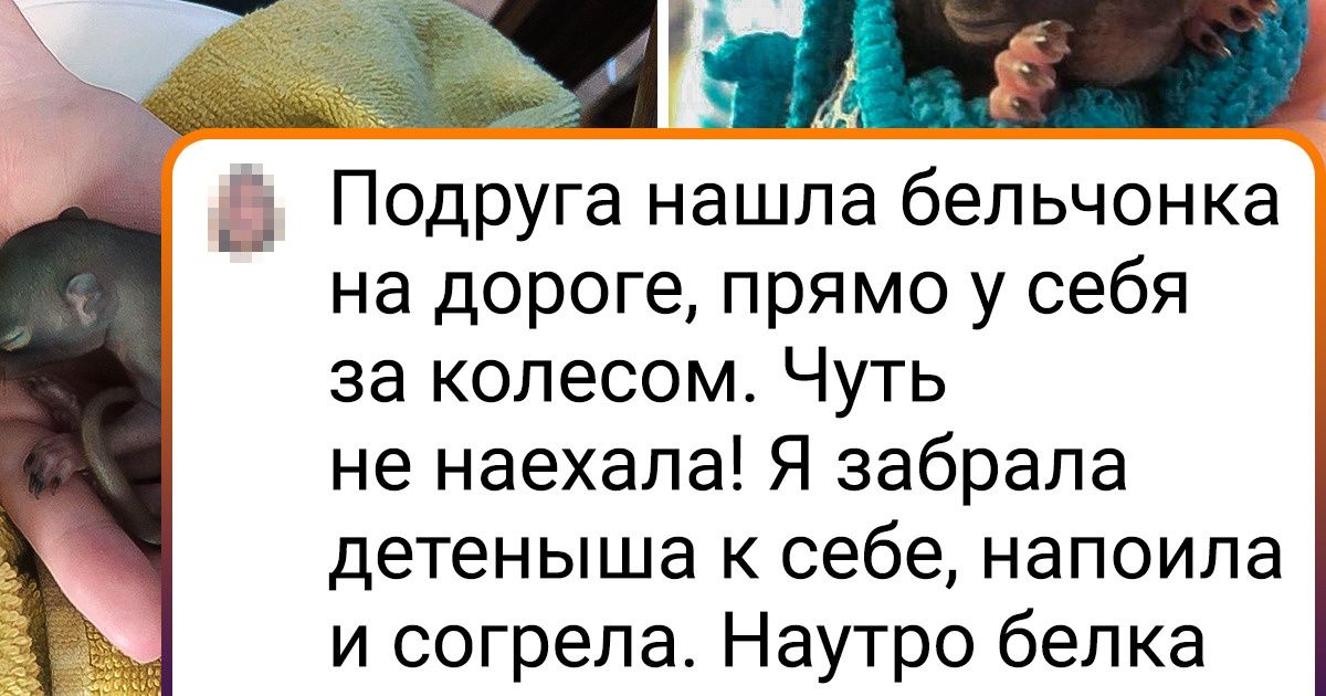 20+ малышей животных, перед которыми вы не сможете устоять