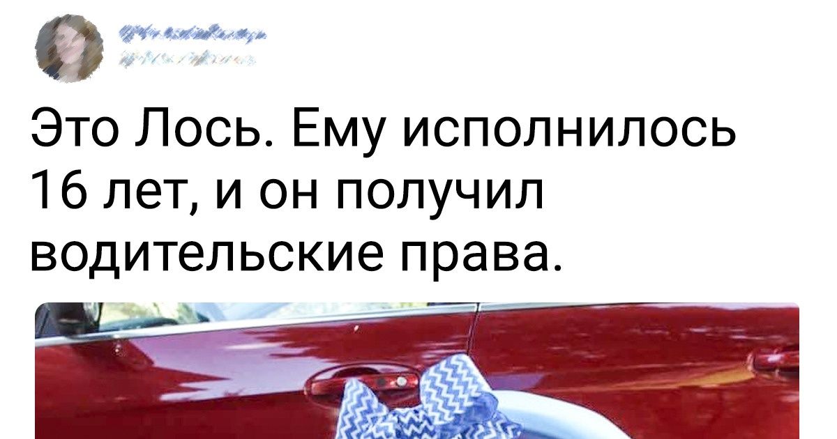 20+ питомцев, у которых вечеринка по случаю дня рождения была круче, чем у Пэрис Хилтон в нулевые