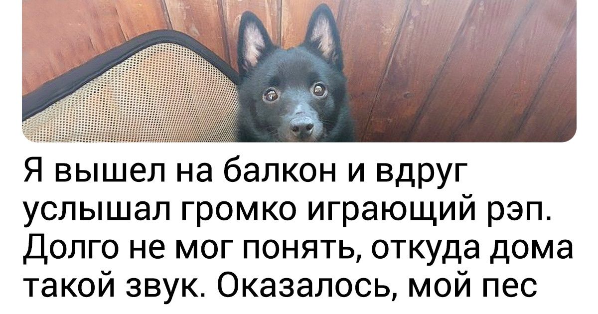 19 пушистых анархистов, которых так и тянет что-нибудь отчебучить