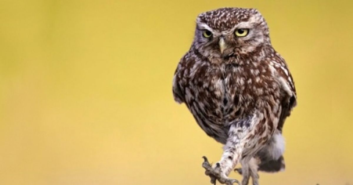 Это 100 самых ценных снимков сов. Всех времен и народов