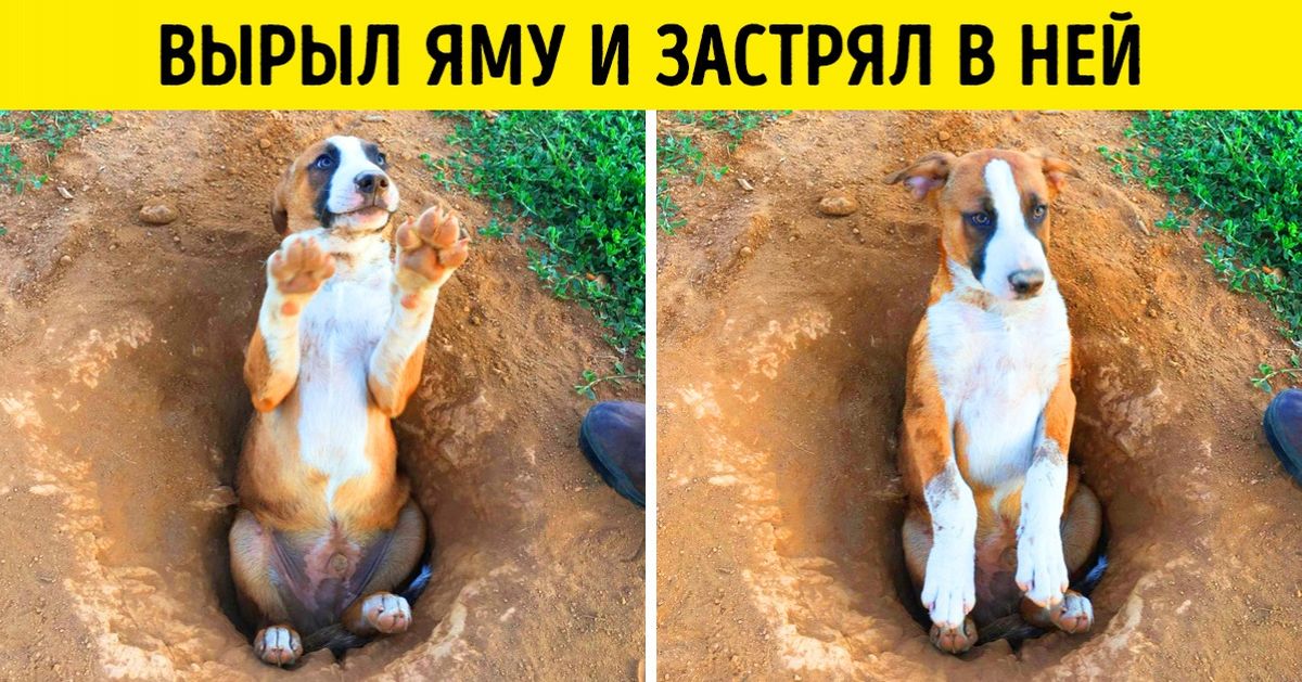 У нас нет места для еще одной собаки