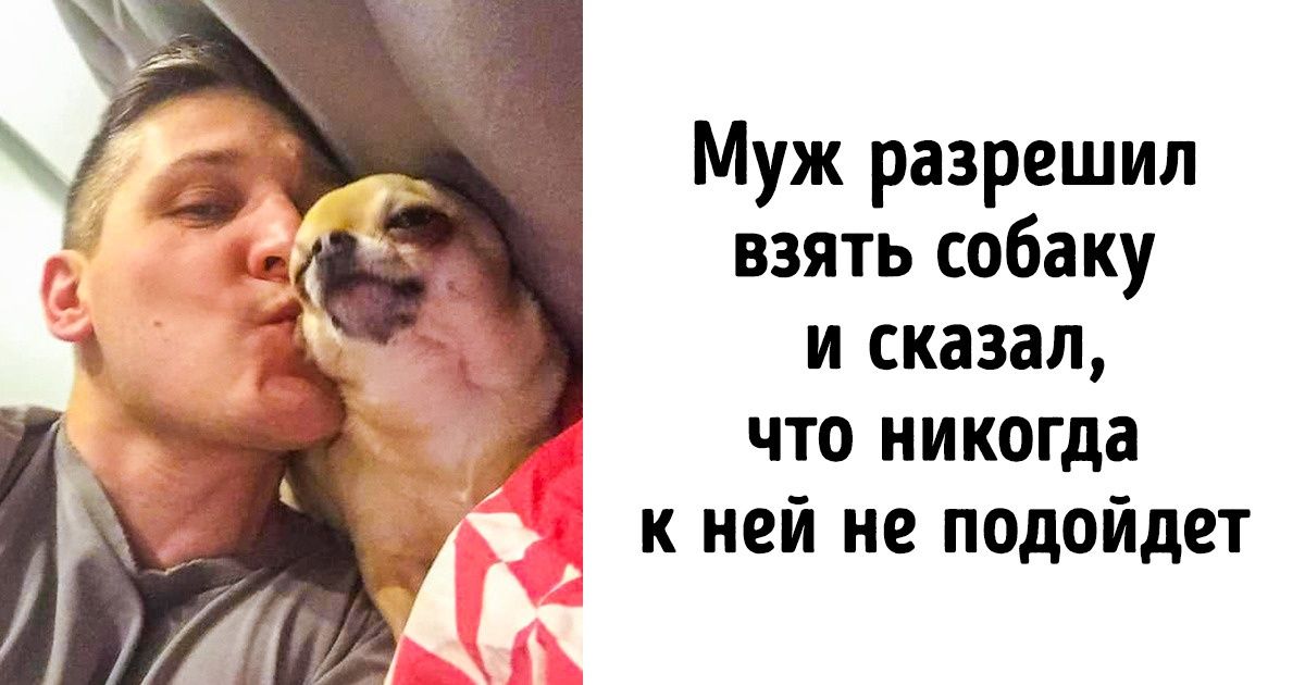 20+ читателей AdMe.ru, которые были категорически против домашних животных, а сейчас от них без ума 20+ читателей AdMe.ru, которые были категорически против домашних животных, а сейчас от них без ума