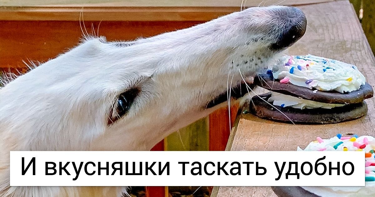 Встречайте Эрис — собаку, чья изюминка влюбляет в себя с первого взгляда