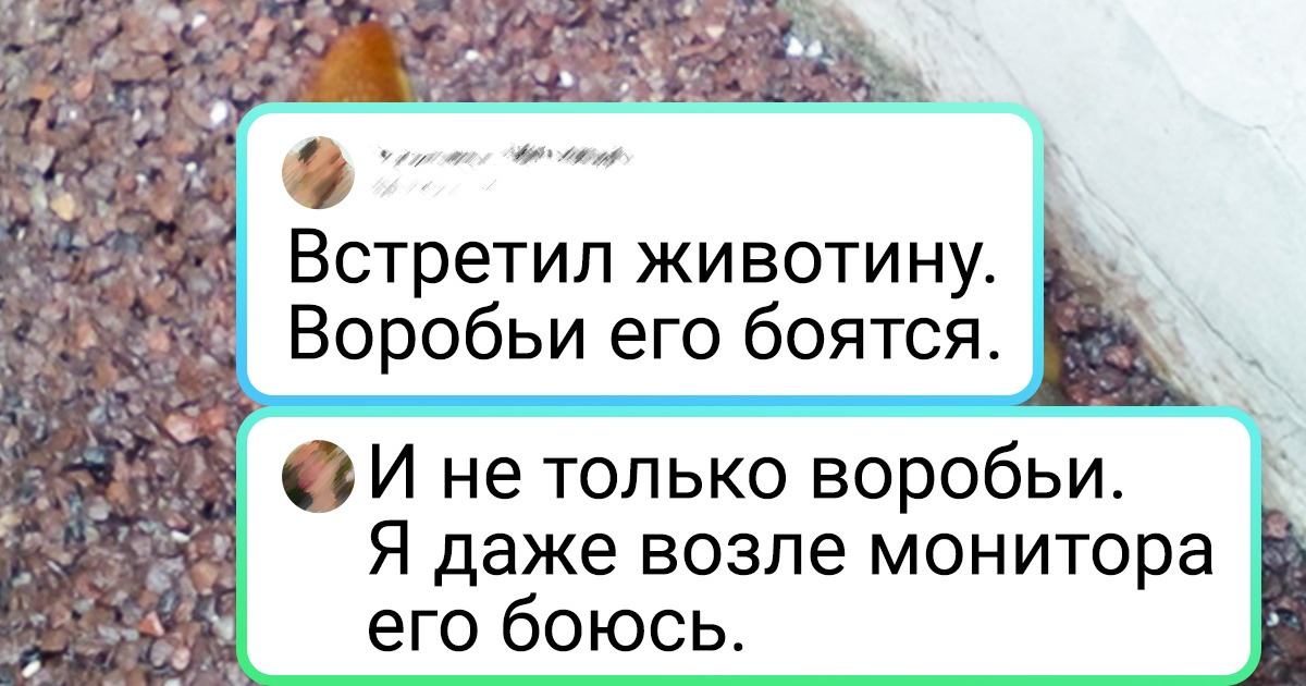 20+ случайных встреч с живностью, которые окрасили серые будни всеми цветами радуги 20+ случайных встреч с живностью, которые окрасили серые будни всеми цветами радуги